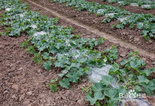 西瓜栽培環(huán)境條件與谷物加工產(chǎn)品的綜合分析