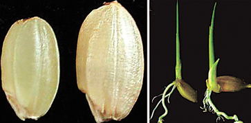 我國(guó)科學(xué)家發(fā)現(xiàn)影響谷類籽粒大小的關(guān)鍵基因