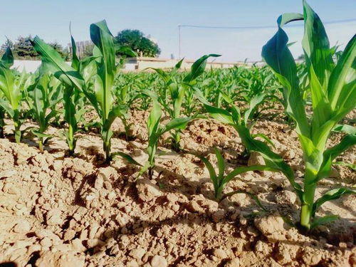 厄爾尼諾影響下的張掖玉米制種與谷物加工產(chǎn)業(yè)