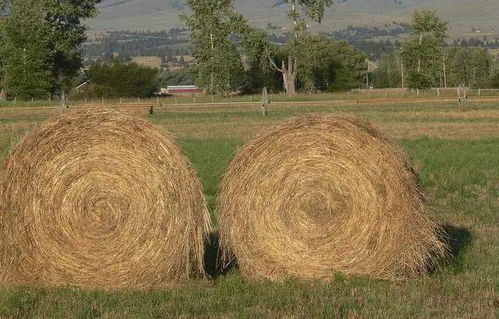 低成本打造趣味農場加工谷物產品的創意指南