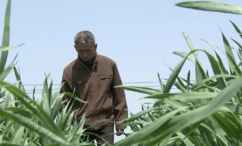 探訪農(nóng)博士新公社成員植物工廠 谷類作物的科技革新之旅