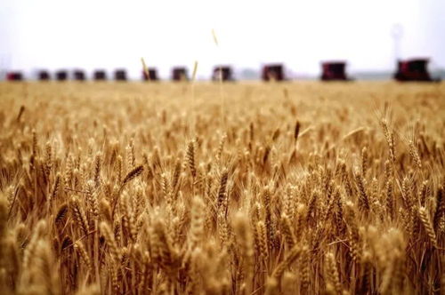 芒種時令，谷類作物生長的黃金期