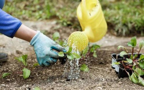 史丹利助力谷物豐產 優質肥料保障，莊稼成長無憂