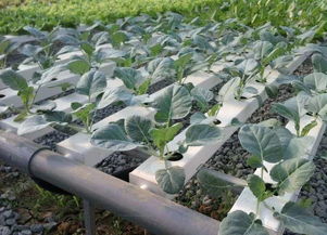 互聯網植物工廠 菜市場的終結者還是升級伙伴？