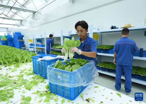 深山里的現代化奇跡 植物工廠引領谷物加工新潮流